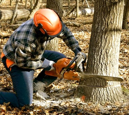 Tree Removal in Hamlet, NC